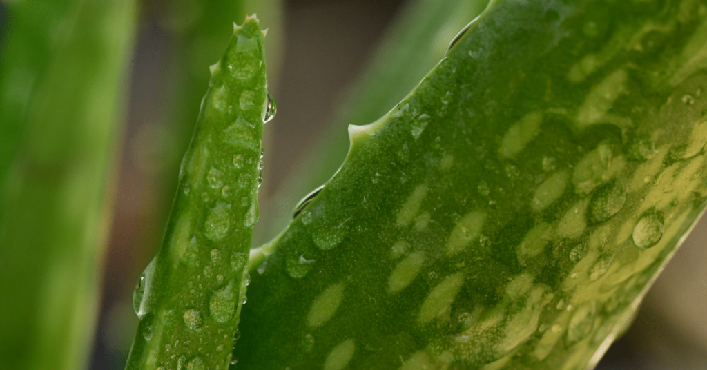Aloe vera – zázrak, ktorý by ste mali používať aj vy